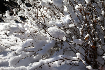 Close-up view of snow-covered bush in winter forest