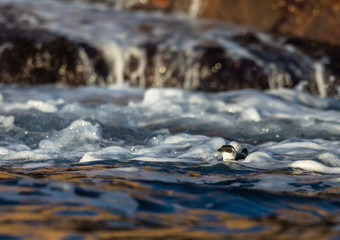 Little auk, black and white bird lying in the waves in sea near the coast