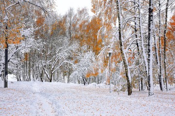 First snow in the forest. Snow covered trees in the wood
