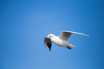 A young seagull in a flight, wrinkled wings, sunny day, clear blue sky, free flight