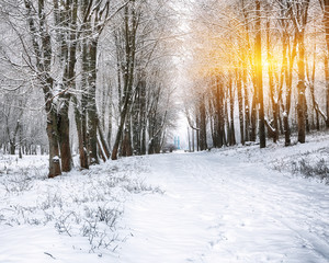 Snow-covered trees in the city park