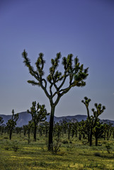 Joshua Trees in Spring