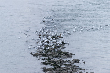 Lachmöwen (Larus ridibundus) auf einer Buhne im Rhein.