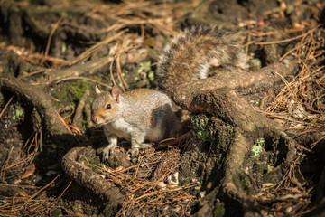 Dorset grey squirrel