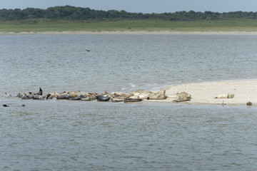 Seehundebank auf der ostfriesischen Insel Langeoog.