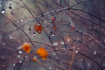abstract and blurred background with branches and raindrops