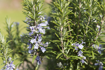 Strauch in einem Garten, Rosmarin (Rosmarinus officinalis)