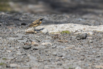Braunkehlchen (Saxicola rubetra)