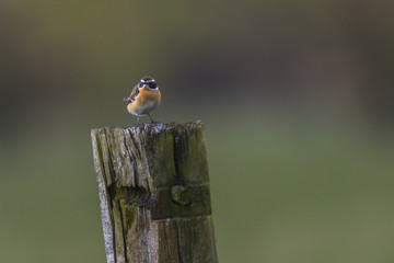 Braunkehlchen (Saxicola rubetra)