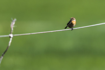Braunkehlchen (Saxicola rubetra)