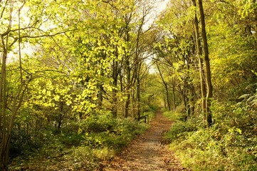 Fototapeta na wymiar An image of a hiking trail in the English Peak District.