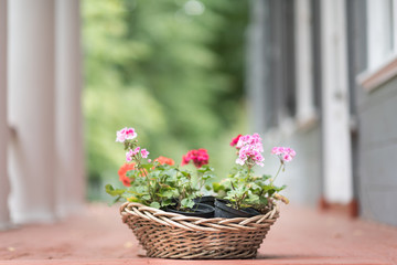 Fototapeta na wymiar spring flowers in basket on wooden background