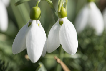 Fototapeta premium Schneeglöckchen ( Galanthus )