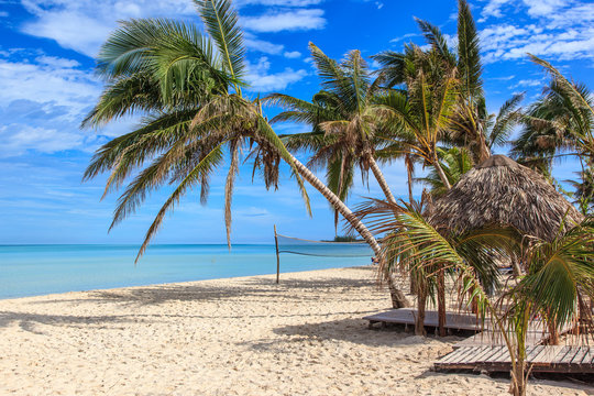 Beach in the Caribbean with coconut trees