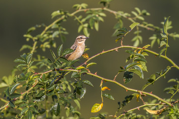 Braunkehlchen (Saxicola rubetra)