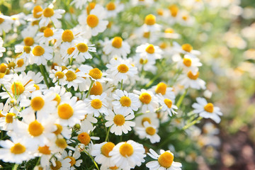 Spring white daisy flowers in nature in the sunlight.Spring flowers  background.