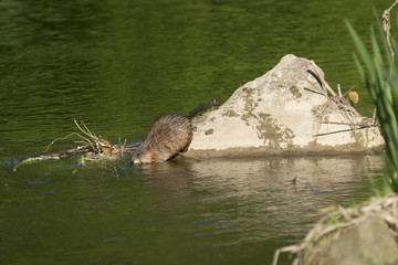 Obraz premium Nutria (Myocastor coypus) an einem Bach.