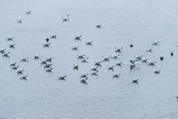 Lachmöwe (Larus ridibundus) auf dem Rhein.