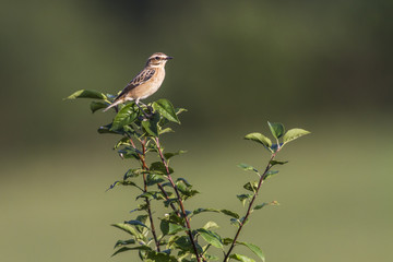 Fototapeta premium Braunkehlchen (Saxicola rubetra)