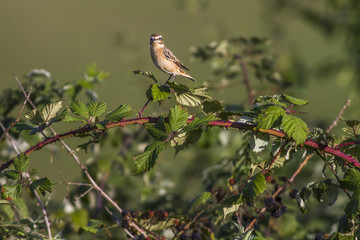 Braunkehlchen (Saxicola rubetra)