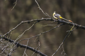 Gebirgsstelze (Motacilla cinerea)