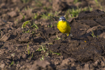 Schafstelze (Motacilla flava)