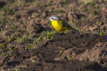 Schafstelze (Motacilla flava)