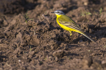 Schafstelze (Motacilla flava)