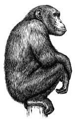 black and white engrave isolated monkey illustration © Turaev