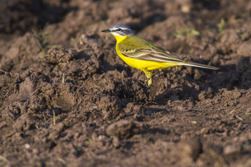 Schafstelze (Motacilla flava)