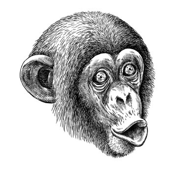 black and white engrave isolated monkey illustration