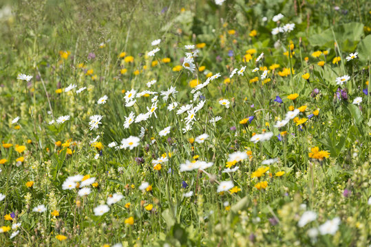Alpenflora, Almwiese mit Wildblumen.