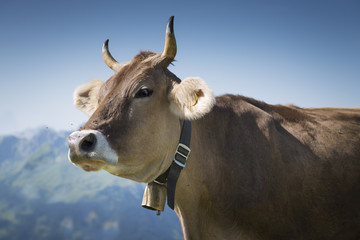 Kuh auf einer Alm, Österreich, Bregenzerwald