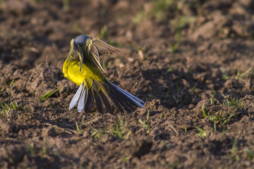 Schafstelze (Motacilla flava)