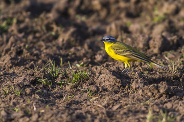 Schafstelze (Motacilla flava)