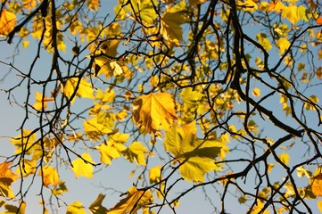 A close-up image of colourful Autumn leaves.