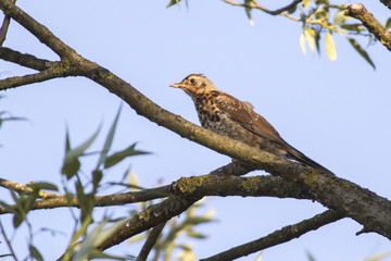 Wacholderdrossel (Turdus pilaris)