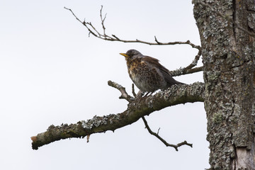 Wacholderdrossel (Turdus pilaris)
