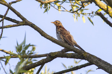Wacholderdrossel (Turdus pilaris)