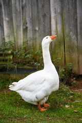 White big goose in the yard in the village