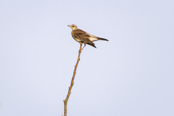 Wacholderdrossel (Turdus pilaris)