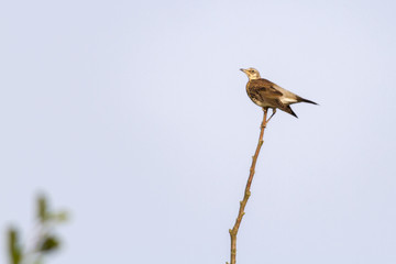 Wacholderdrossel (Turdus pilaris)