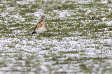 Wacholderdrossel (Turdus pilaris)