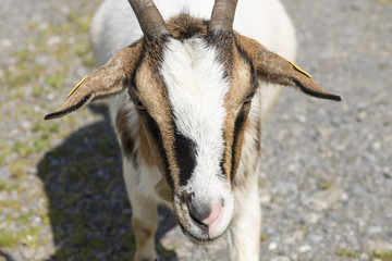 Ziegen, Österreich, Bregenzerwald