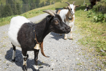 Fototapeta premium Ziegen, Österreich, Bregenzerwald