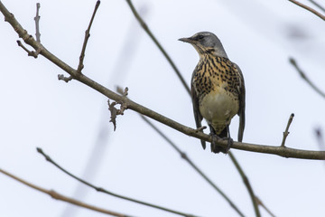 Wacholderdrossel (Turdus pilaris)