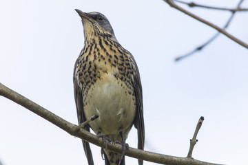 Wacholderdrossel (Turdus pilaris)