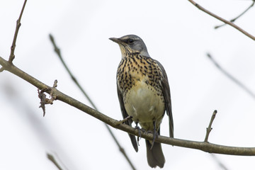 Wacholderdrossel (Turdus pilaris)