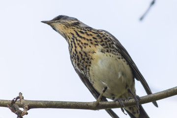 Wacholderdrossel (Turdus pilaris)