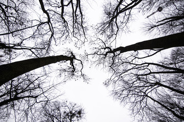 Black raven crow on the tree branch